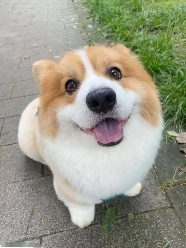 猪猪狗
