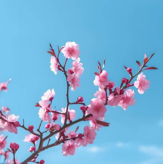 梅花谷花海