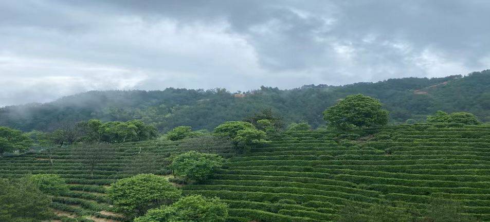 翠绿茶园满山坡