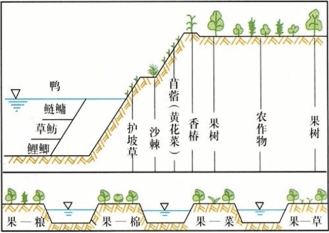 鱼塘—台田模式