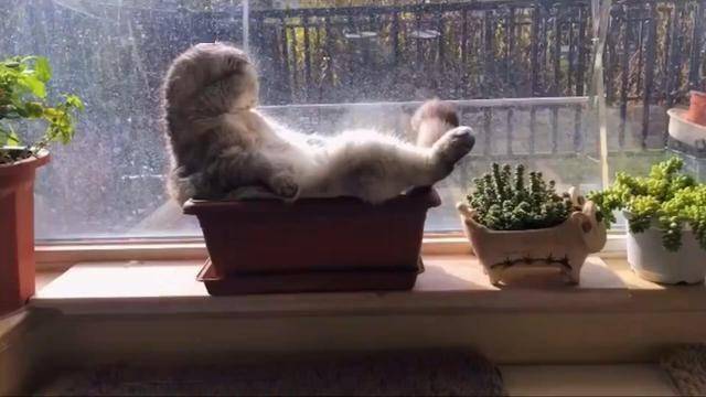 猫咪奇葩睡姿