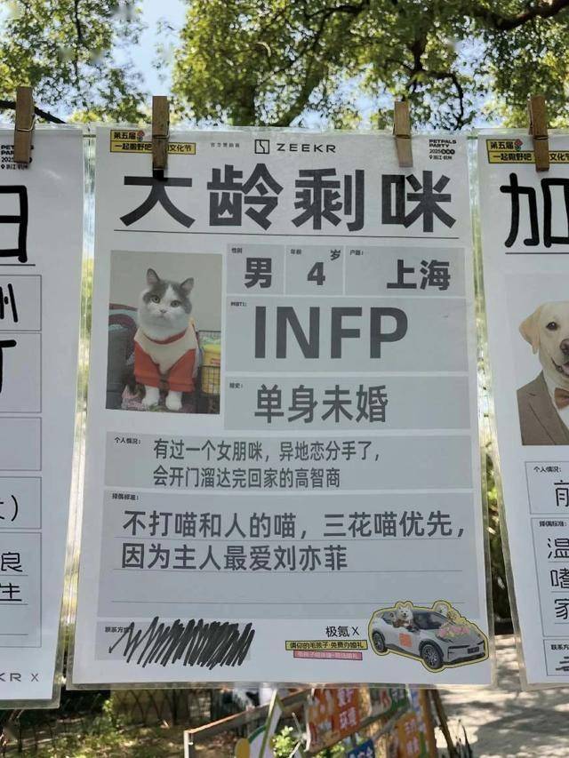 猫咪相亲简历截图