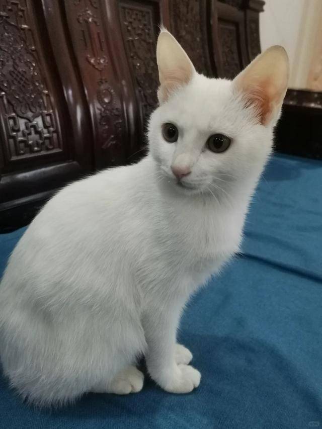 男方猫咪照片