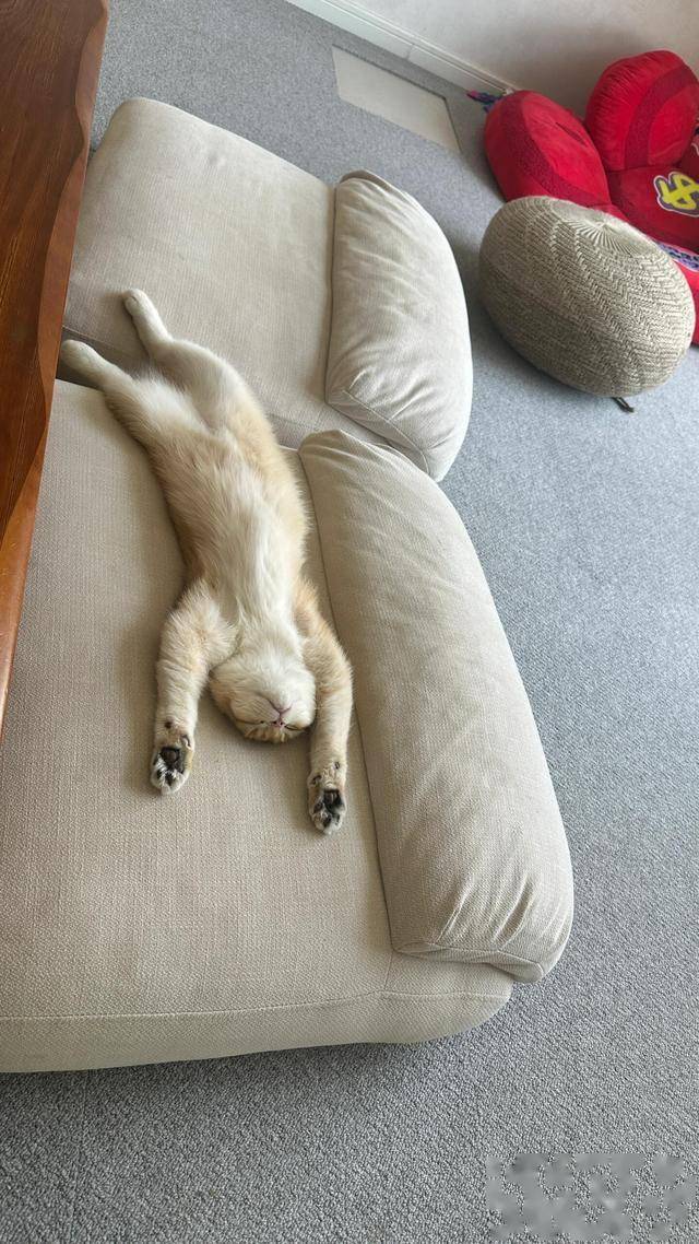 猫咪叠成一座“猫塔”睡觉