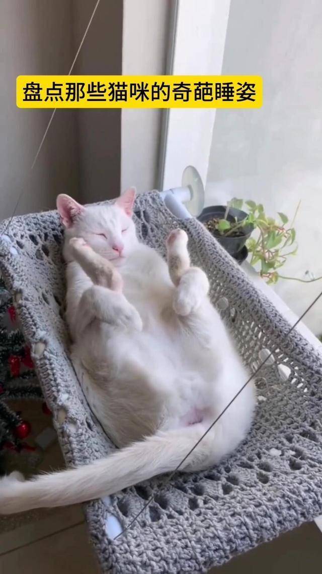 猫咪钻进花盆里睡觉