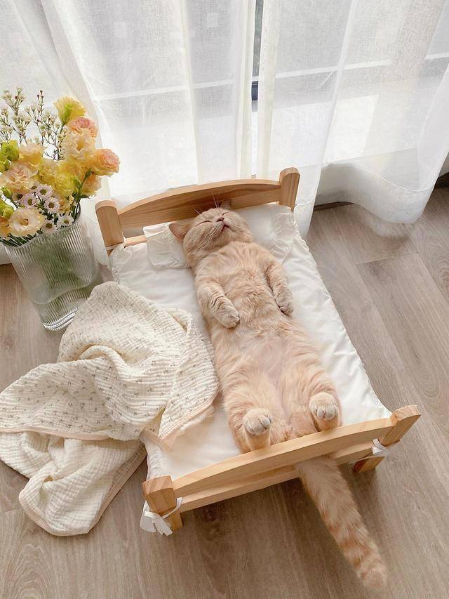 猫咪倒挂在椅子上睡觉