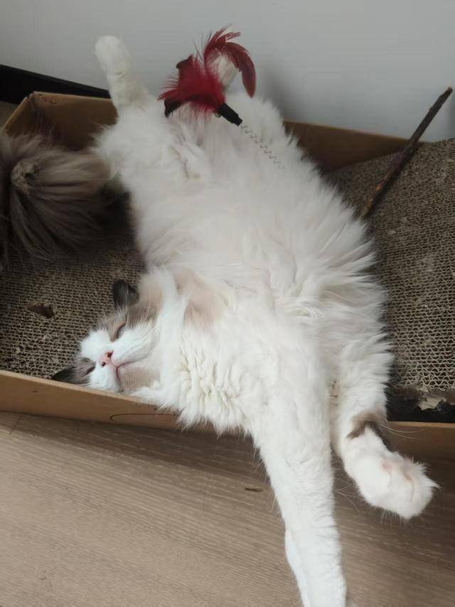 猫咪头朝下挂在猫爬架上睡觉