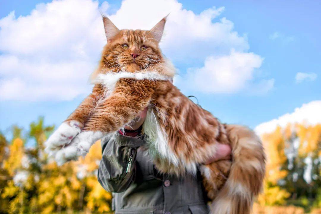 缅因猫