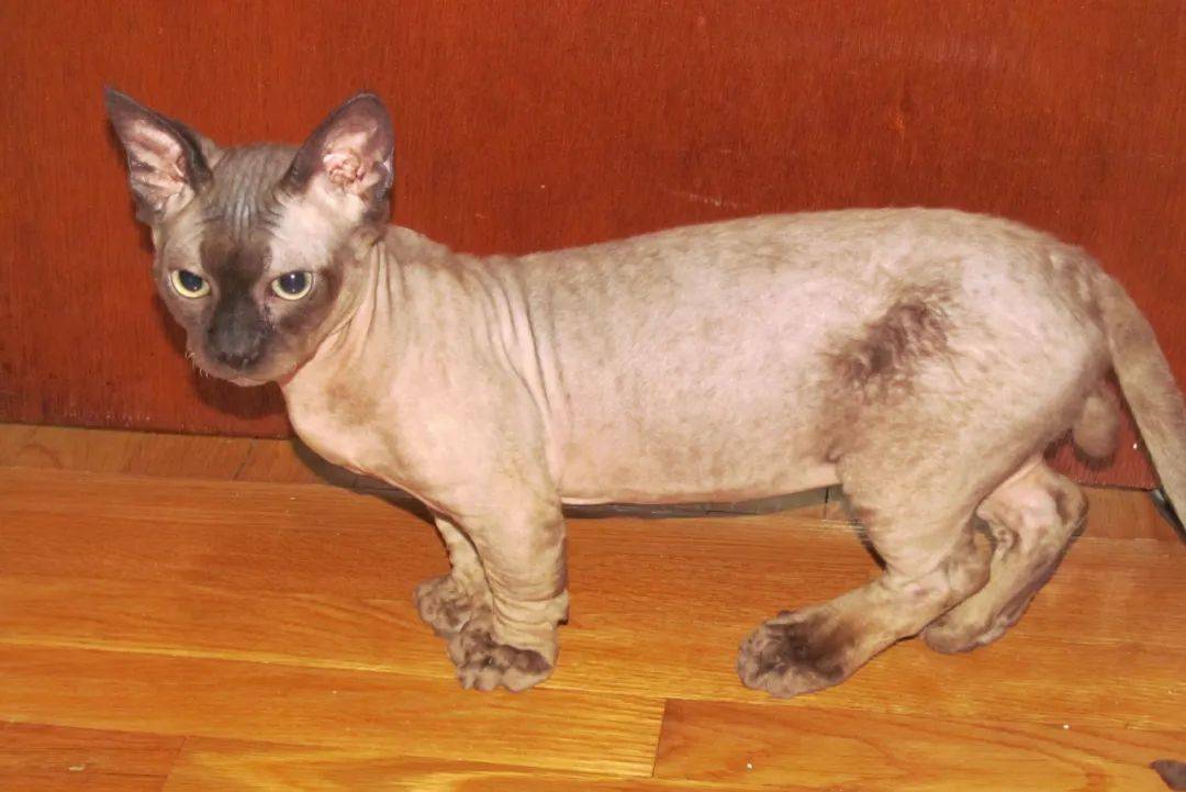 明斯金猫