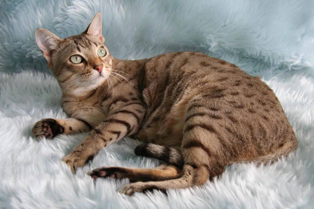 澳洲雾猫