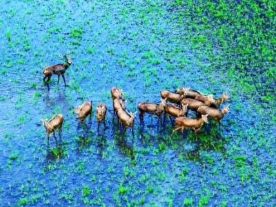 2025湖南生态盛宴:珍稀生物组团“出圈”,绘就多样鲜活画卷