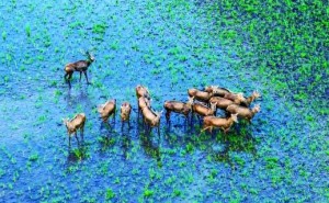 2025湖南生态盛宴：珍稀生物组团“出圈”，绘就多样鲜活画卷