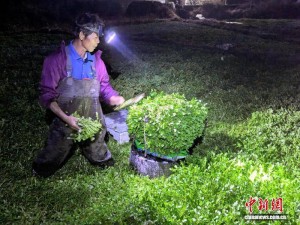秋冬季廣東臺山西洋菜受青睞,種植形成產業鏈“錢”途光明