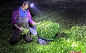 秋冬季广东台山西洋菜受青睐,种植形成产业链“钱”途光明