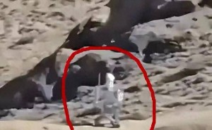 中印边境新景象：中国智能机器人24小时值守，印度边防或已落后？