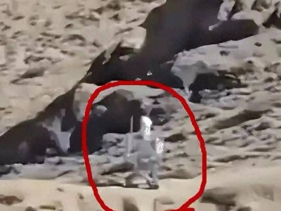 中印边境新景象:中国智能机器人24小时值守,印度边防或已落后?