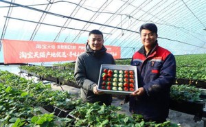 淘宝天猫“产地优选”丹东启航，丹东草莓成热销年货“新贵”