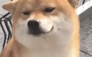 谷歌Agent强势入局电商：AI全流程助力购物，从比价到下单一键搞定