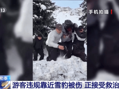 新疆富蕴县雪豹再惹事：咬伤游客后又咬死35只羊！野外遇险如何应对？