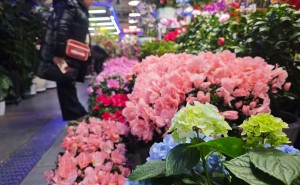 春节年宵花市场南北同热：年轻化日常化消费成新趋势 新渠道重塑供应链