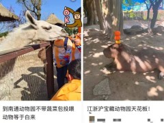 哈尔滨东北虎林园“轻断食”：假期被投喂成“工伤”，动物健康引关注