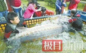 十年之约！退捕渔民与曾救下的中华鲟“厚福”北京重逢 见证长江生态蝶变