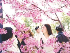 香港游客盛赞湖北：樱花浪漫科技新，鄂港文旅合作迎新机