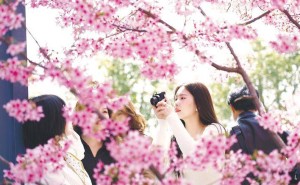 香港游客盛赞湖北：樱花浪漫科技新，鄂港文旅合作迎新机