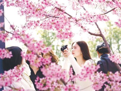 香港游客盛赞湖北：樱花浪漫科技新，鄂港文旅合作迎新机