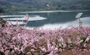 春日限定浪漫！龙泉驿第40届桃花荟启幕，日赏桃花夜观灯会正当时
