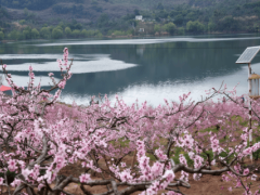 春日限定浪漫！龙泉驿第40届桃花荟启幕，日赏桃花夜观灯会正当时