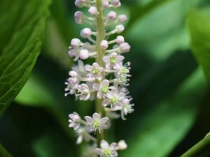 傅里叶半导体冲刺港交所：业绩增长背后存隐忧 创始人徐小林曾套现七千余万