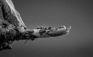 蚂蚁的“超能力”启示：人工智能需向自然取经，突破局限谋发展