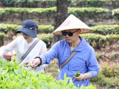 “益起同行·共筑美好”西双版纳茶山行：共赴茶园盛会 助力茶产业新发展