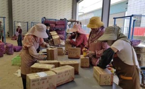 宾川大蒜搭乘电商快车：从田间到舌尖，撬动乡村振兴“金色产业”