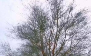 十年耕耘绿意浓！7亿人携手蚂蚁森林，在阿拉善种下“新十年”希望之树