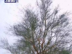 十年耕耘綠意濃！7億人攜手螞蟻森林，在阿拉善種下“新十年”希望之樹