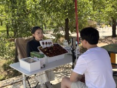 数字电商搭台直播助力 灵武长枣“云”端飘香畅销全国