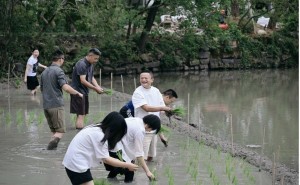 阿里管理层下田插秧团建，马云等现身展现团结乐观，共绘AI发展新蓝图