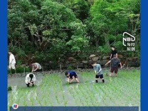 马云携阿里高管插秧团建，刘振飞发文：手中有秧，笃定当下发展与AI未来