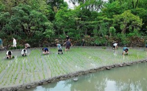 马云领衔阿里蚂蚁高管下田插秧，团建新形式激发组织活力与团队精神