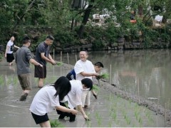 阿里管理层下田插秧团建：以耕耘之姿，传递AI发展坚定信心
