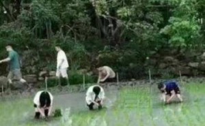 马云领衔阿里高管齐下田插秧 众人合力半日耕耘半亩水田