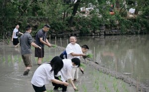 马云率阿里高管下田插秧，以耕耘之姿传递AI战略深耕决心