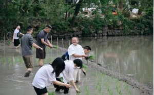 马云携阿里高管下田插秧：互联网大厂从“游牧”转向“农耕”新信号