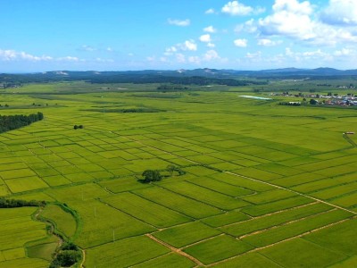 五常大米凭何领跑品牌赛道？自然馈赠科技赋能 农文旅融合铸就传奇