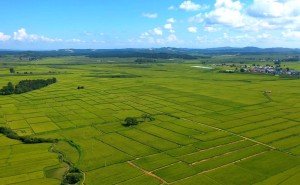 五常大米凭何领跑品牌赛道？自然馈赠科技赋能 农文旅融合铸就传奇